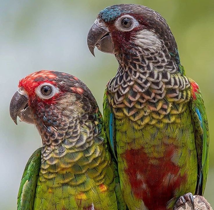 Conure Perlée 2